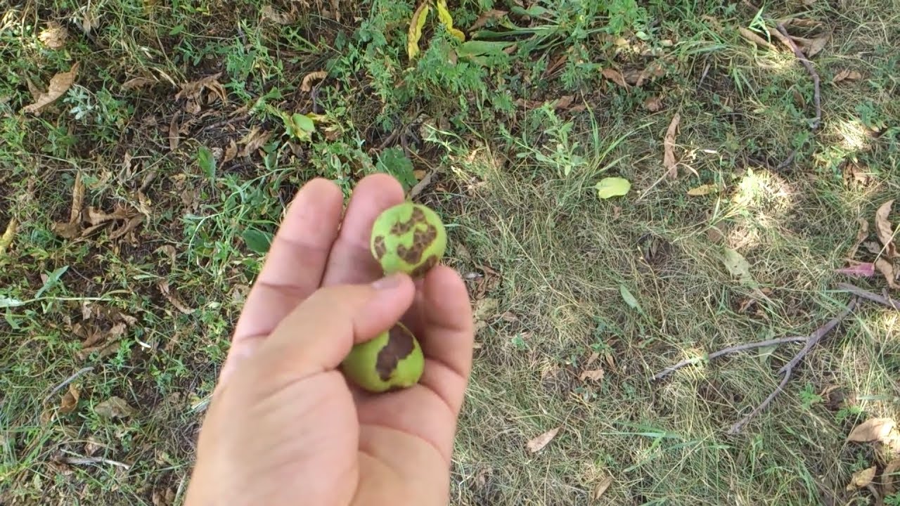 марсоніоз грецький горіх