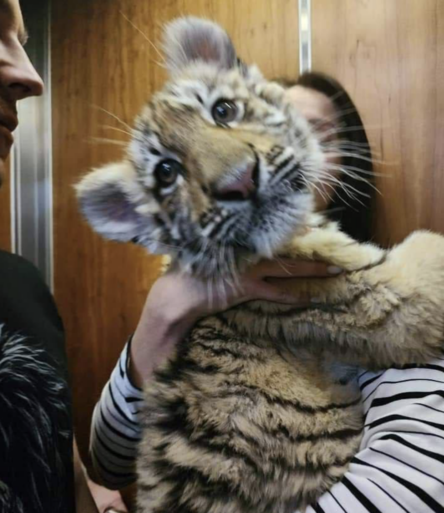 Тигреня, яке окупанти викрали з зоопарку Маріуполя і вивезли в Москву